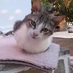 το σπίτι της ελένης *