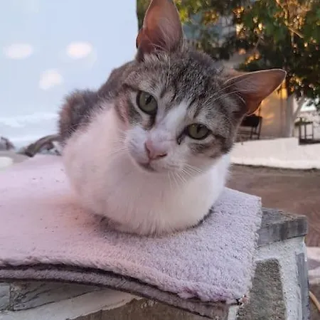 το σπίτι της ελένης *