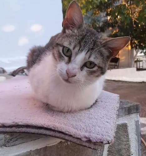 το σπίτι της ελένης *